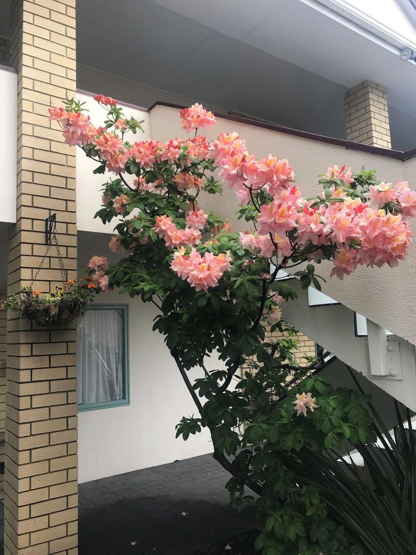Fenton Court Motel Роторуа Екстер'єр фото